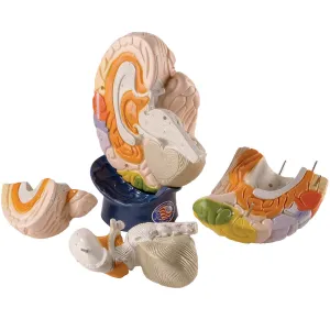 0172-00  Giant Functional Center Brain