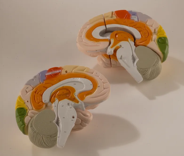 0172-00  Giant Functional Center Brain