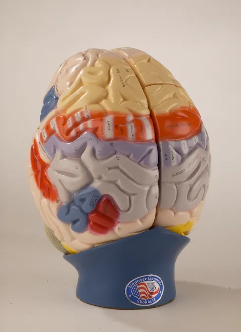 0172-00  Giant Functional Center Brain