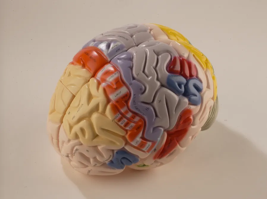 0172-00  Giant Functional Center Brain