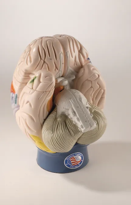 0172-00  Giant Functional Center Brain