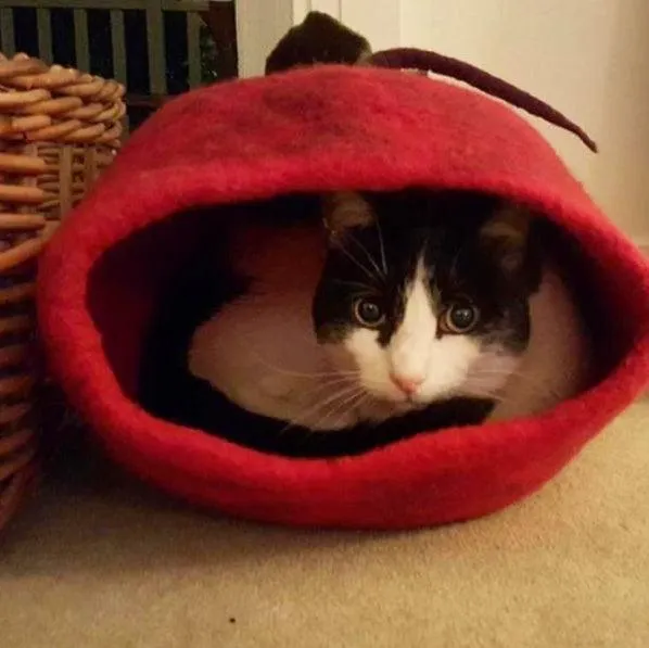 Cat Cave - Apple