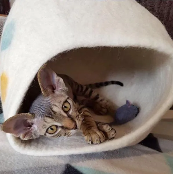 Cat Cave - Tree of Life