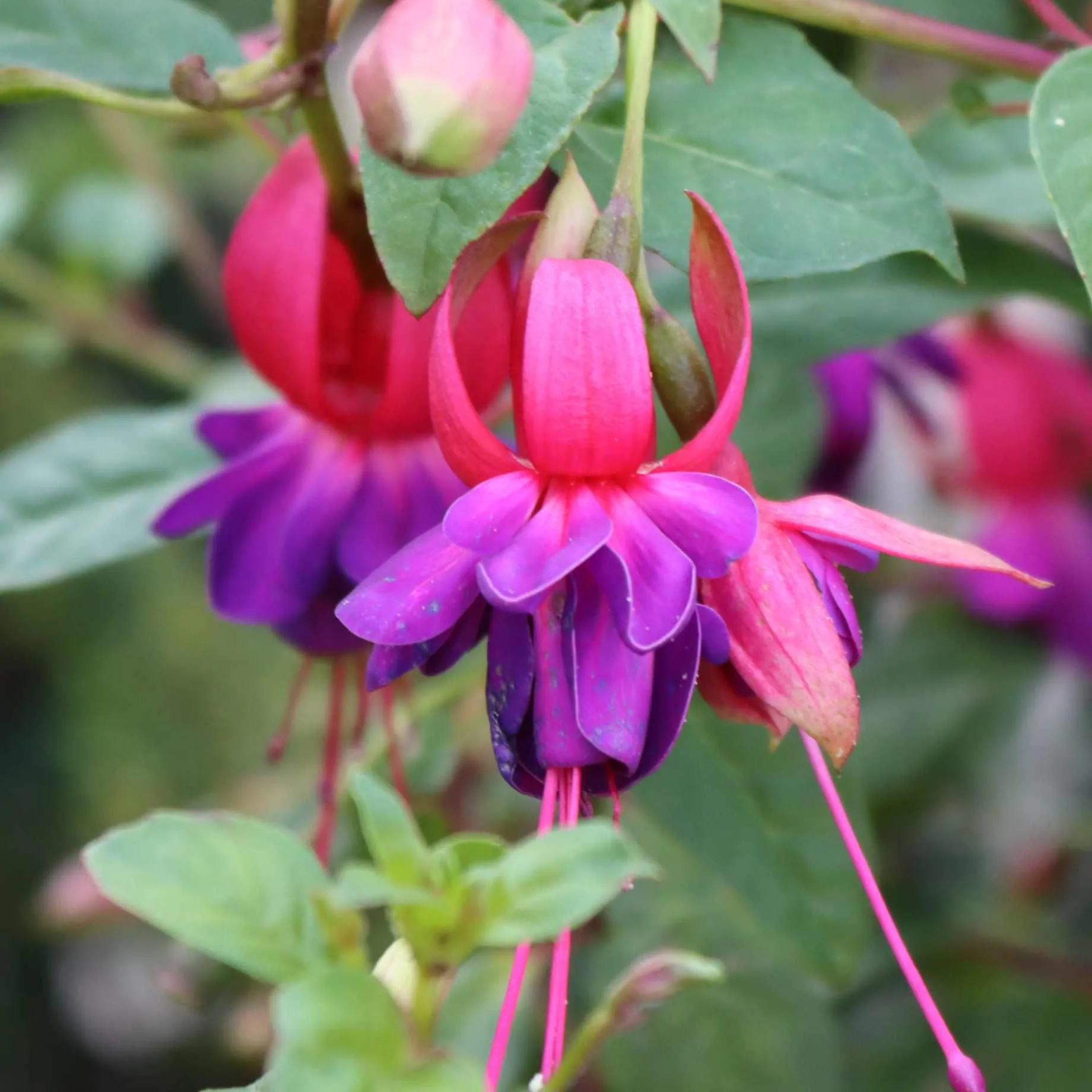 Fuchsia 'Bella Sarah'