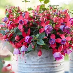 Fuchsia 'Bella Sarah'