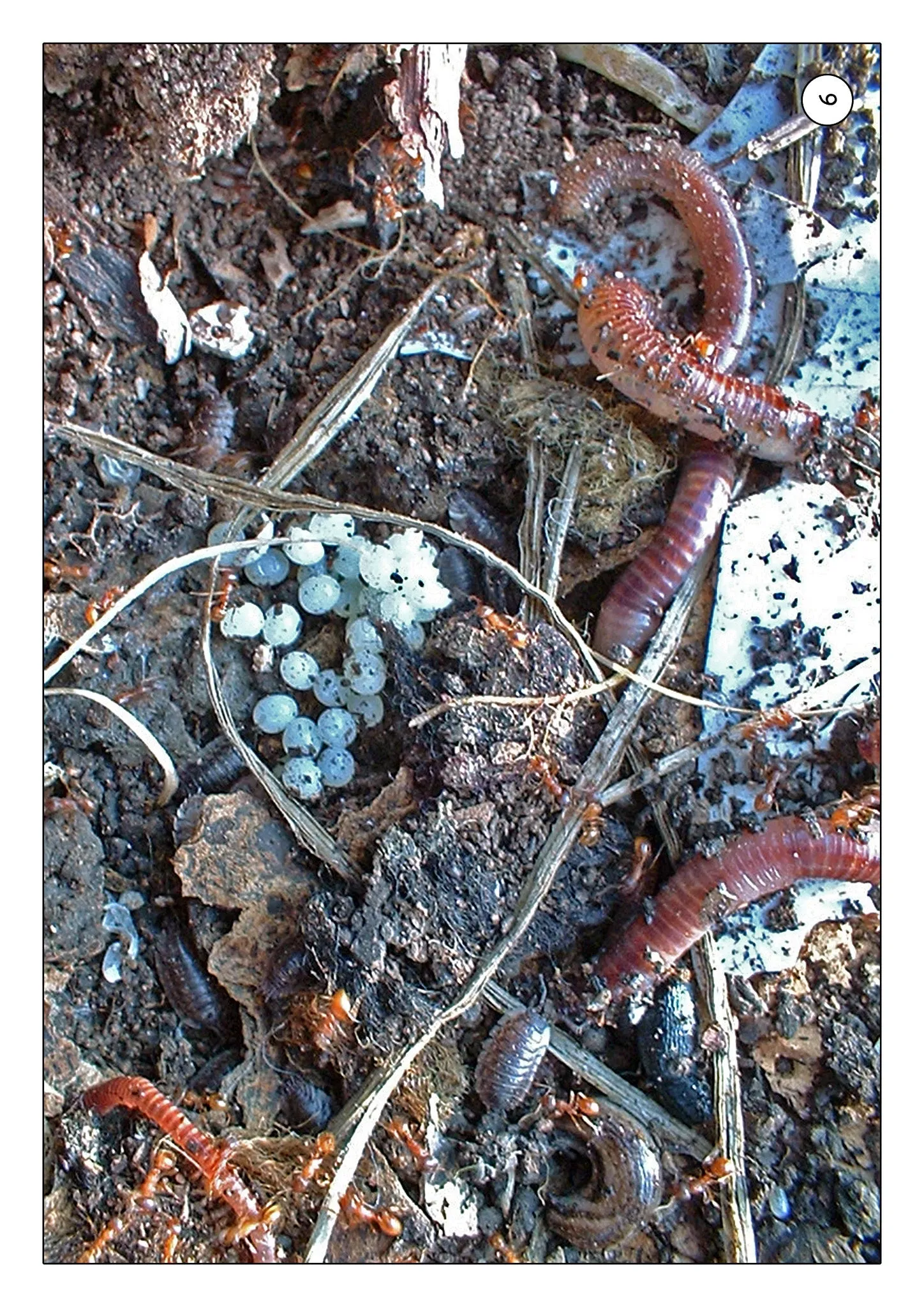 Minibeasts in the Garden Photo Pack Digital Download
