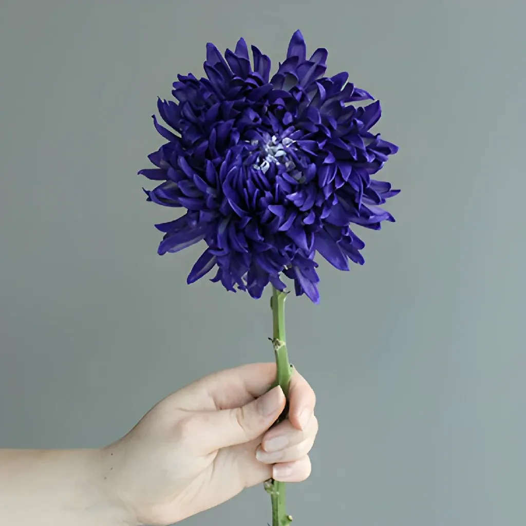 Northern Lights Purple TInted Football Mum Flowers