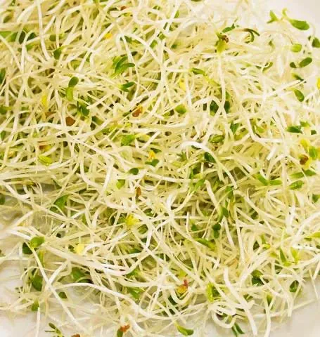 SS252 Sandwich Booster Sprouting