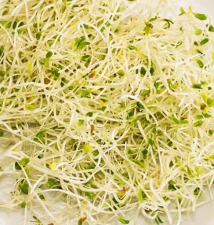 SS252 Sandwich Booster Sprouting
