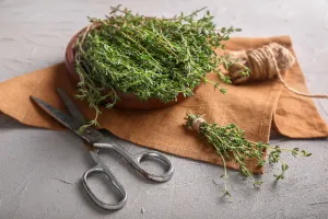 Thyme powder